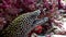 Spotted leopard Moray eel in search of food underwater on seabed in Maldives.