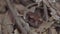 Spotted Litter Frog camouflage hiding among dried leaves and branch and opening eyes looking camera in jungle. Tropical Wildlife