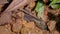 Spotted Litter Frog Leptobrachium hendricksoni red eyes frog in rainforest night, Gunung Lambak, Kluang, Malaysia