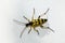 Spotted longhorn beetle