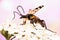 Spotted Longhorn Beetle, Black-and-yellow Longhorn Beetle, Longhorn Beetle, Rutpela maculata