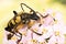 Spotted Longhorn Beetle, Black-and-yellow Longhorn Beetle, Longhorn Beetle, Rutpela maculate