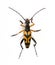 Spotted longhorn beetle Rutpela maculata