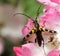 Spotted longhorn beetle Rutpela maculata on a pink rose