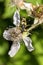 Spotted Longhorn Beetle Strangalia or Rutpela maculata