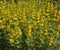 Spotted loosestrife. Blooming beautiful yellow flowers outdoors