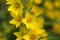 Spotted Loosestrife Blossoms