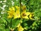 Spotted loosestrife (Lysimachia punctata)