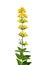 Spotted loosestrife (Lysimachia punctata)