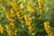 Spotted loosestrife (Lysimachia punctate).