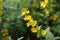 Spotted loosestrife (Lysimachia punctate).