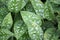 Spotted lungwort leaves in close up