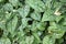 Spotted lungwort leaves in close up
