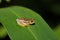 Spotted Madagascar Reed Frog, Andasibe Madagascar