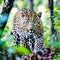 The Spotted Majesty: A Portrait of the Leopard