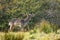 Spotted male of fallow deer sniffing on the meadow in autumn rutting season