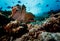 Spotted Moray eel emerging from coral reef with white teeth gleaming in an open mouth