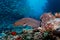 Spotted moray eel, Gymnothorax moringa, hunting along coral reef