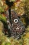 Spotted Moray (Gymnothorax moringa) - Cozumel, Mex