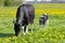 Spotted mother cow and calf in meadow with yellow dandelions