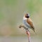 Spotted munia bird