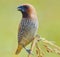 Spotted munia Bird is eating paddy. Munia Bird