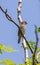 Spotted Munia bird looking away perched in a tree branch against the clear blue sky