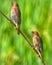 Spotted munia Bird . Munia Bird