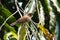 Spotted munia, Lonchura punctulate, in a tree