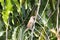 Spotted munia, Lonchura punctulate, in a tree