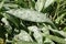 Spotted narrow leaved lungwort leaves in close up