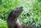 Spotted necked Otter