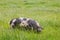 Spotted New Zealand kunekune pig grazing on meadow