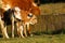 Spotted Nguni calf