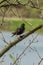 The spotted nutcracker on the branch