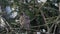 The spotted nutcracker, Eurasian nutcracker, or just nutcracker, Nucifraga caryocatactes sitting on a tree