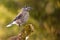 Spotted nutcracker looking on mossed tree with sunlight on green background