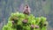 Spotted nutcracker  Nucifraga caryocatactes bird in alp mountains