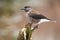 Spotted nutcracker resting on bough in winter nature