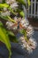 Spotted Oleander Caterpillar Moth Pollinating Flowers