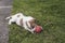 A spotted one month old puppy nibbles on a colorful squeaky rubber ball toy