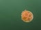 Spotted Orange Golden Jellyfish on Green Background