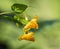 Spotted Orange Jewelweed Wildflower