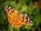 Spotted Orange Spring Butterfly on Vegetation