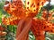 Spotted Orange Tiger Lily Flower in Summer in July