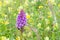 Spotted-orchid, Dactylorhiza maculata, in a field of Rattles Rhinanthus minor