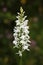 Spotted Orchid, Dactylorhiza maculata transsilvanica, white wild orchid, flowering European terrestrial orchid, nature habitat, de