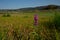 Spotted orchid at the dry lake Edersee