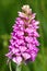 Spotted Orchis (Orchis maculata)