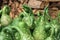 Spotted ornamental green pumpkins